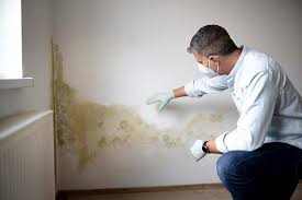 Reliable Sweetser, IN Mold Removal Services Solutions